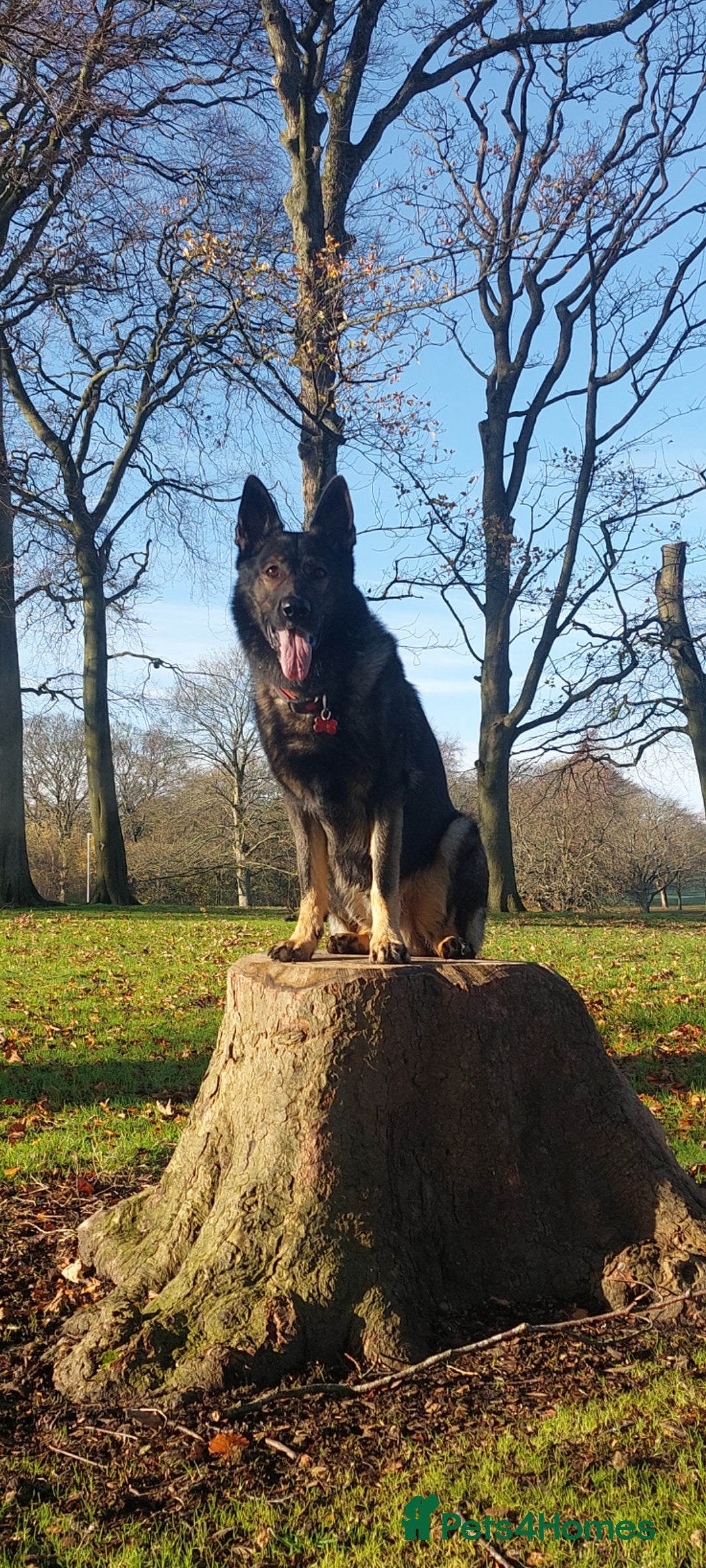 German Shepherd dogs for stud: Stud available, KC Reg, Sable GSD - Advert 3
