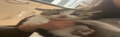 Mixed Breed Kitten 4
