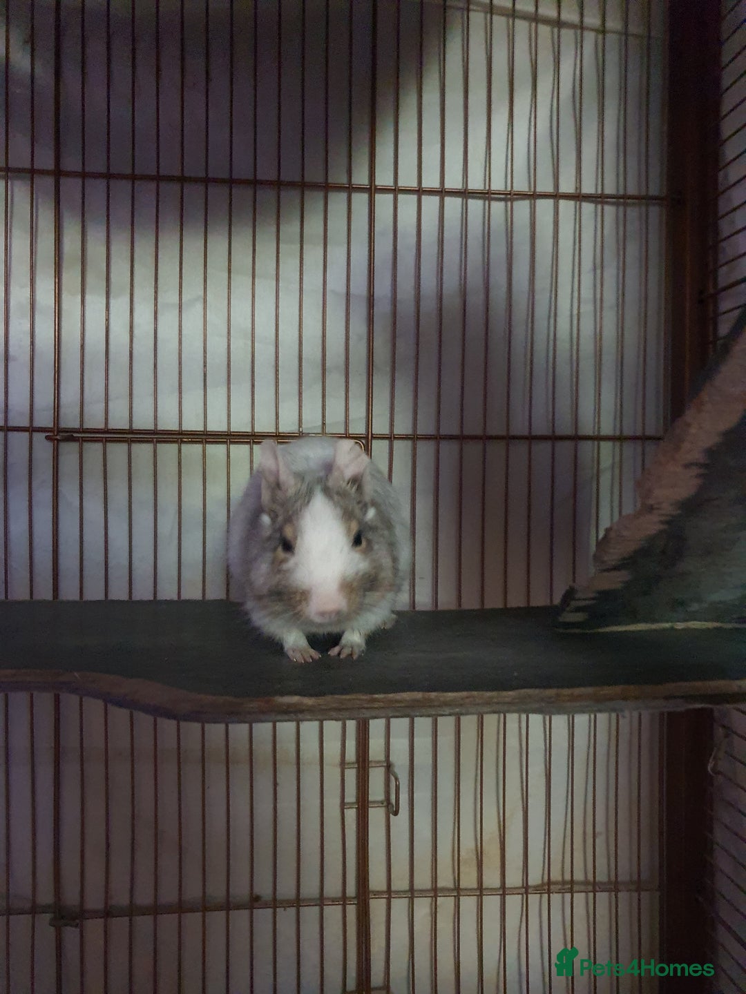 Degus rodents for sale: 2 male degus and cage - Advert 4