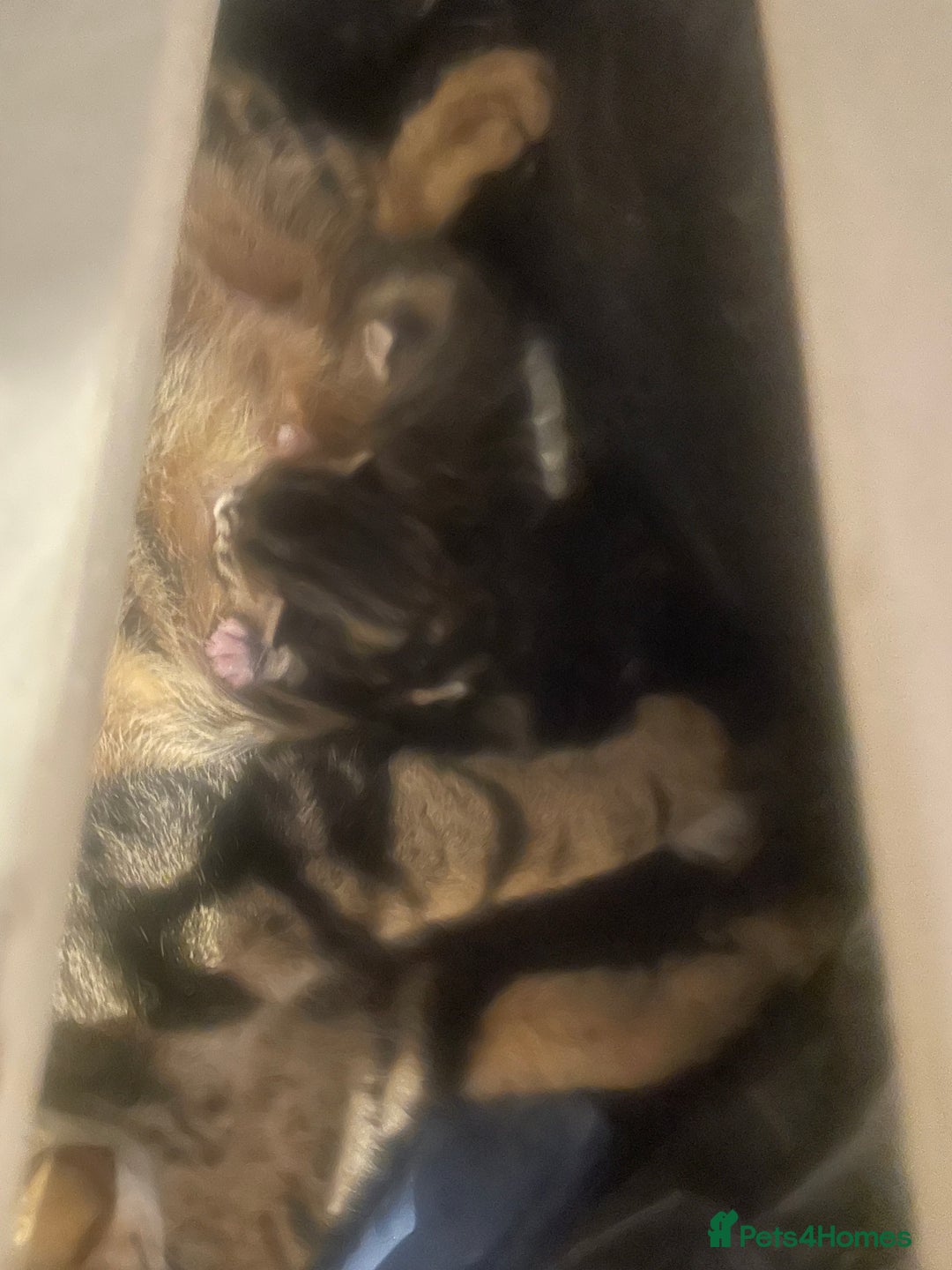 Mixed Breed cats for sale: Kittens ready for their new homes - Image 11