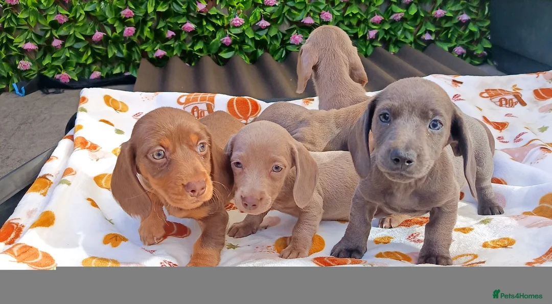 Miniature Dachshund dogs for sale: A QUALITY LITTER MINI KC REG HEALTH TESTED - Advert 1