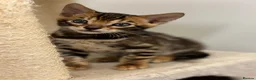 Bengal cats for sale: Adorable TICA registered Bengal Kittens - Advert 2