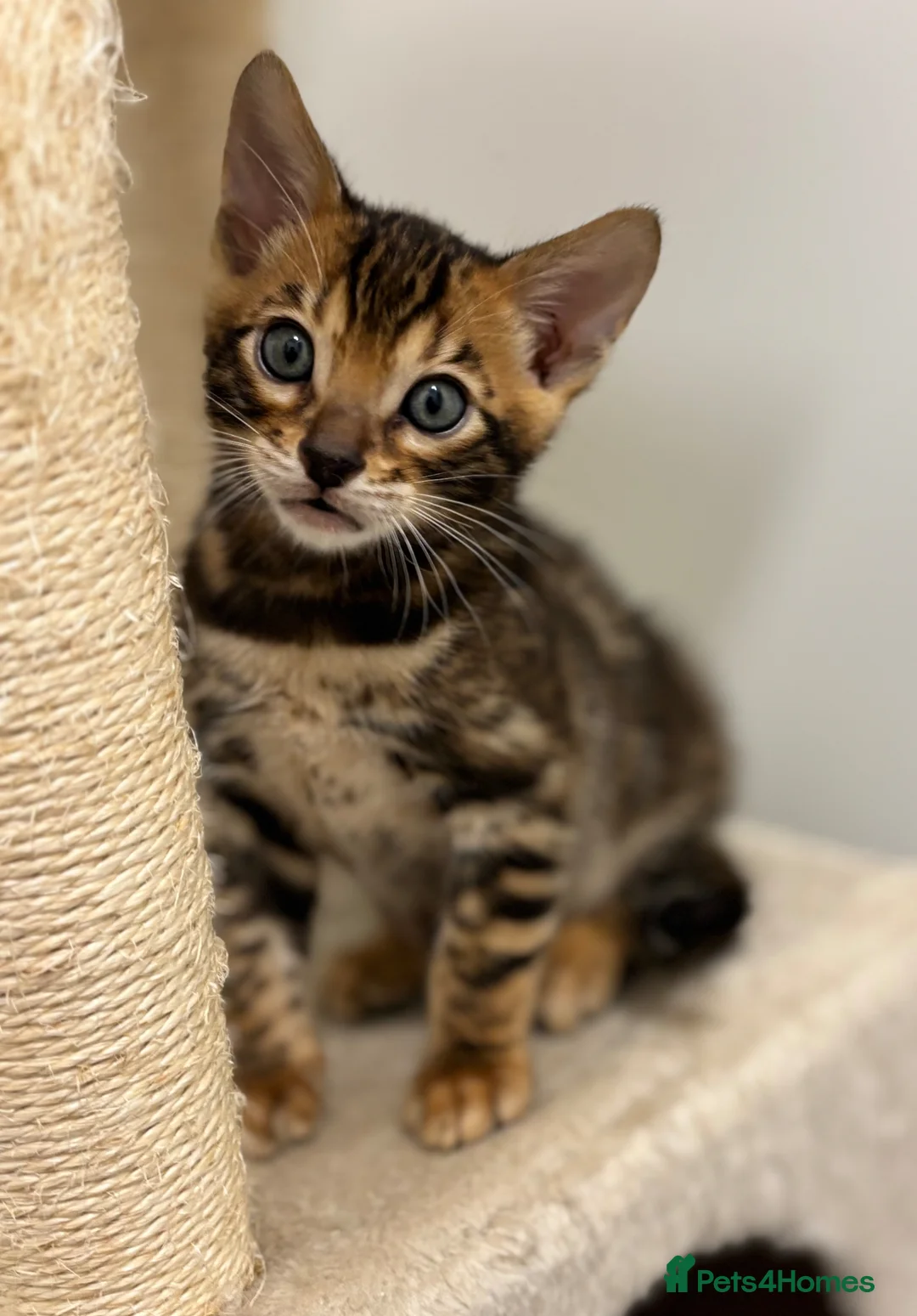 Bengal cats for sale: Adorable TICA registered Bengal Kittens - Advert 2