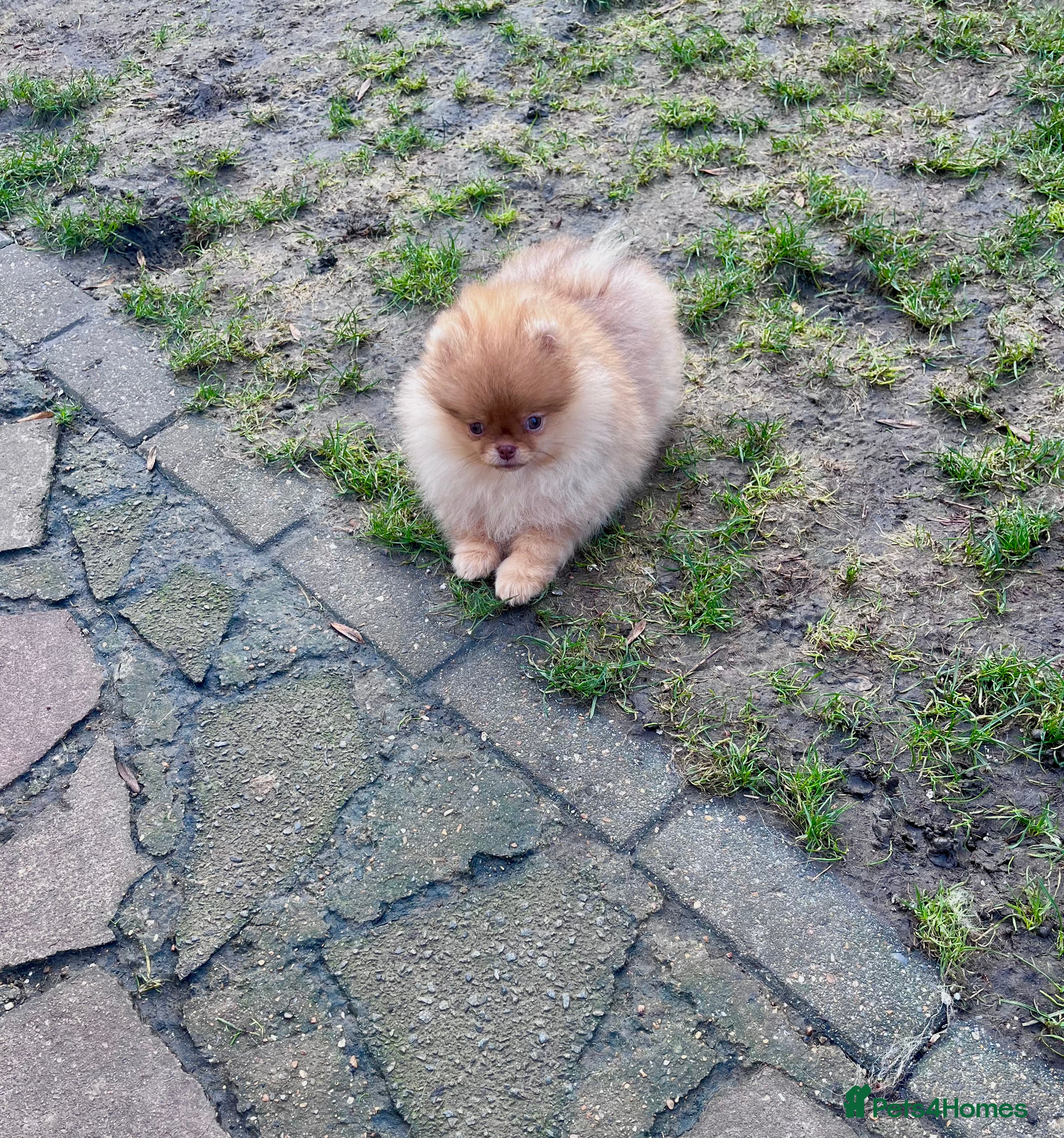 Pomeranian dogs Top Quality 🐻 Teddy Face🧸Perfect Size - Advert 6