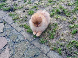 Pomeranian dogs Top Quality 🐻 Teddy Face🧸Perfect Size - Advert 6