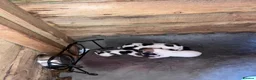Jack Russell dogs for sale: Jack Russell puppies  in Spalding - Advert 2