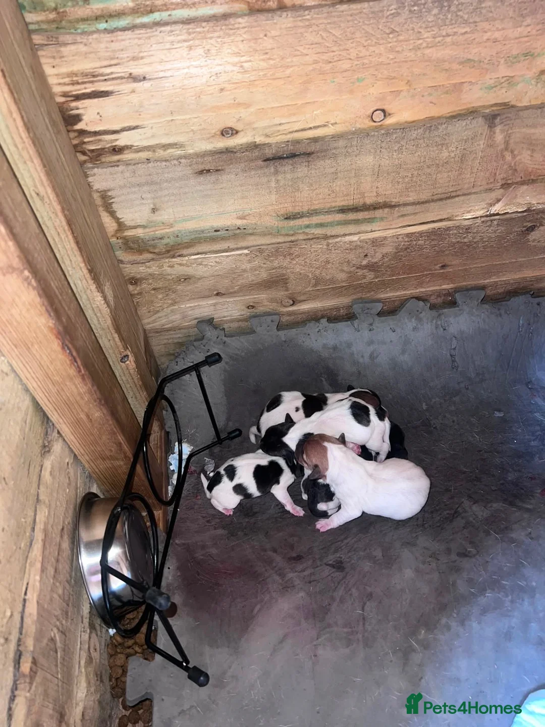 Jack Russell dogs for sale: Jack Russell puppies  in Spalding - Advert 2
