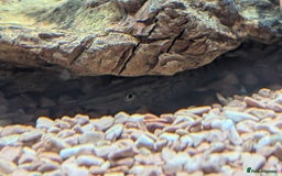 Angelfish fish for sale: Fish & tank - Image 7