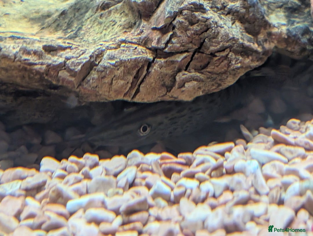 Angelfish fish for sale: Fish & tank - Image 7