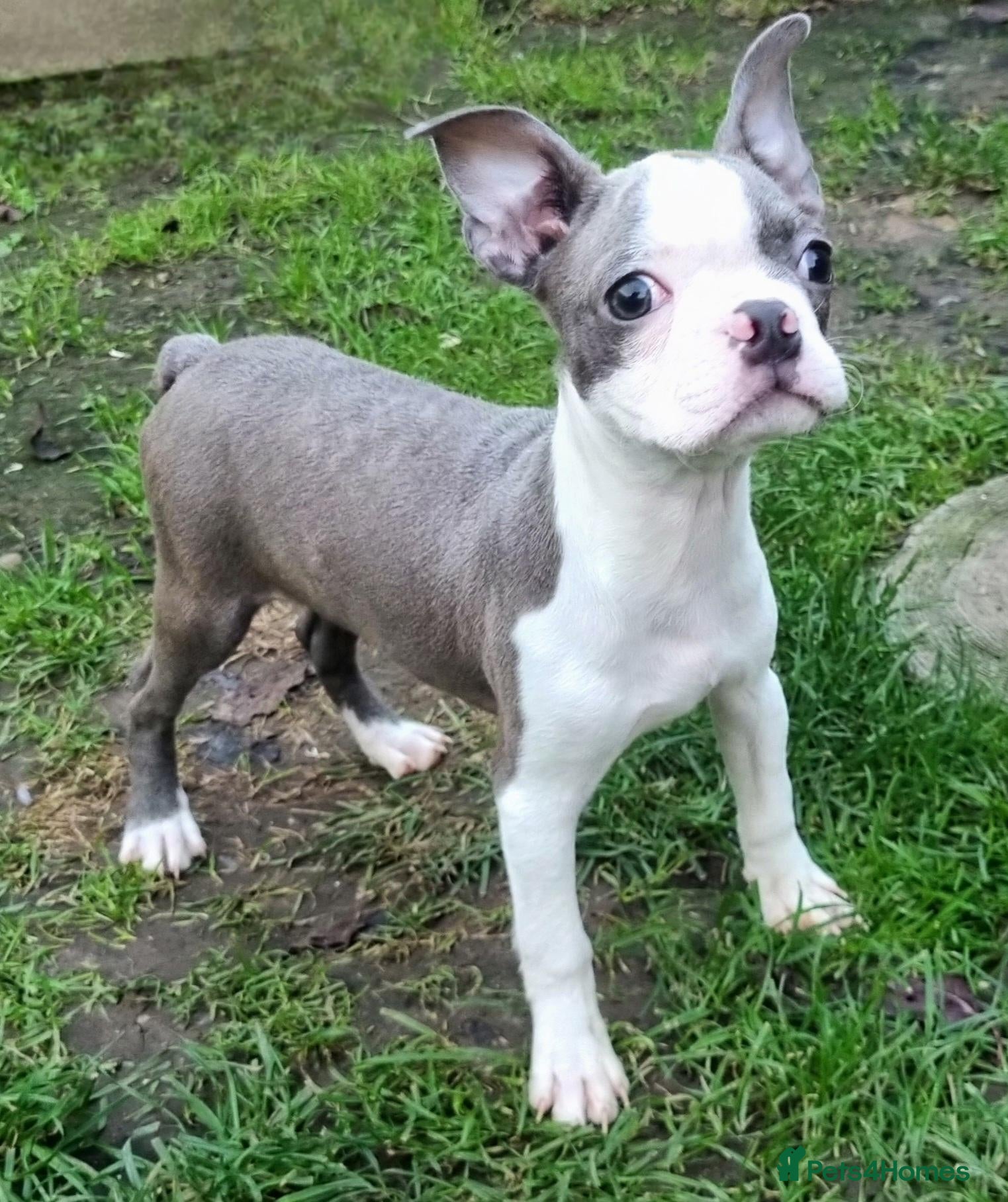 Boston Terrier dogs Exceptional Boston Terrier puppy - Advert 11