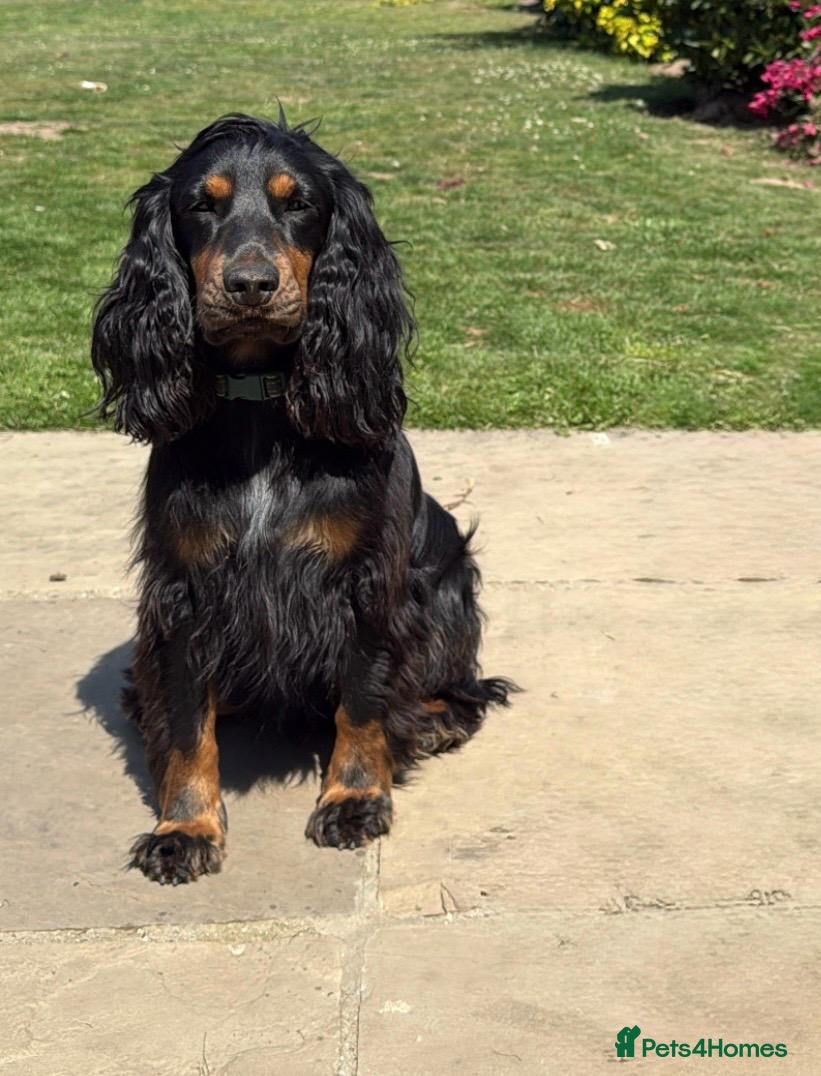 Cocker Spaniel dogs Beautiful 2 old male cocker spaniel  - Advert 5