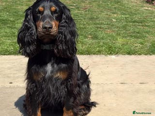 Cocker Spaniel dogs Beautiful 2 old male cocker spaniel - Advert 2