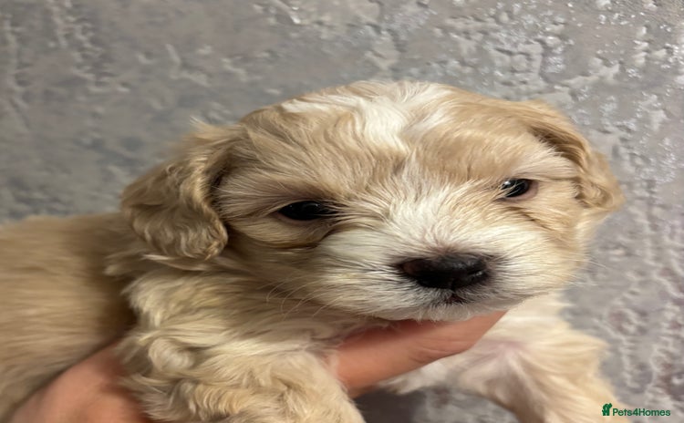 Maltipoo dogs - Advert 15