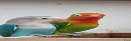 Lovebirds birds for sale: Young Lovebirds in Ely - Advert 1
