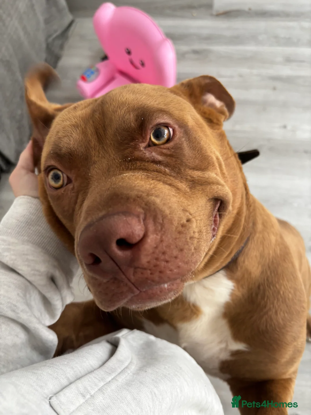 Mixed Breed dogs for sale: Dog for rehoming  - Advert 4