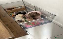 Lhasa Apso dogs for sale: Lhasa apso puppies  - Image 15