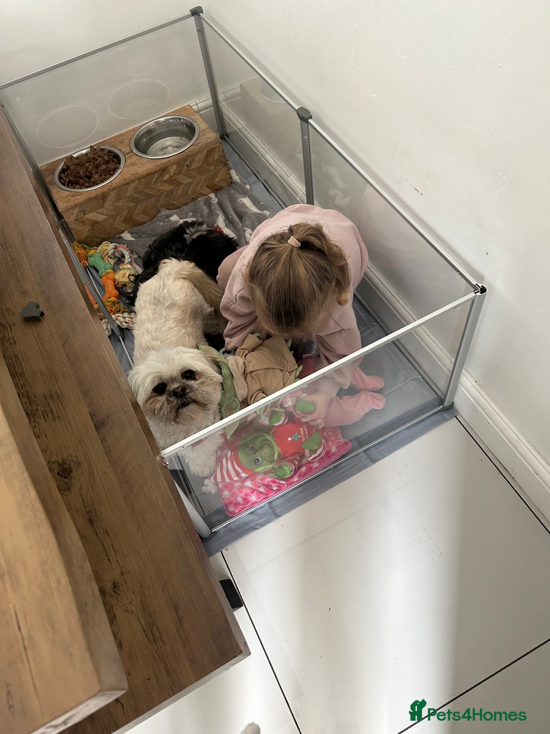 Lhasa Apso dogs for sale: Lhasa apso puppies  - Image 15