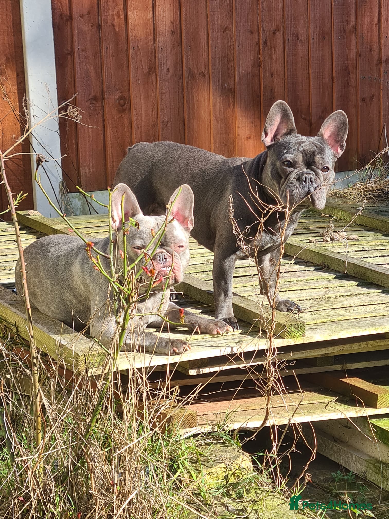 French Bulldog dogs ❤️🐶 TILLY & 💙🐶 MARLEY – Two Loving Companions - Advert 2