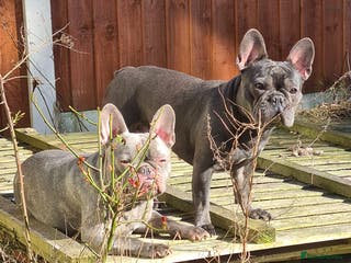 French Bulldog dogs ❤️🐶 TILLY & 💙🐶 MARLEY – Two Loving Companions - Advert 4