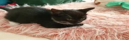 Mixed Breed cats for sale: Gorgeous black&white male kitten - Advert 2