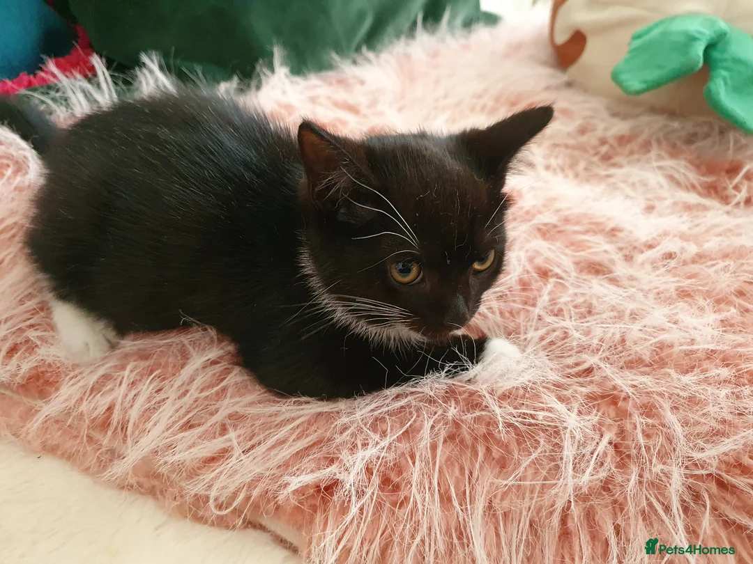 Mixed Breed cats for sale: Gorgeous black&white male kitten - Advert 2