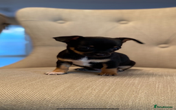 Chihuahua dogs for sale: Tiny Girl & Boy Chihuahuas available  - Image 7