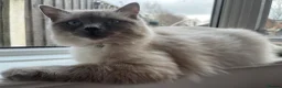 Ragdoll cats for sale: Rocket the Ragdoll in Southport - Advert 8