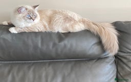 Ragdoll cats for sale: Blue Lynx TICA boy  - Image 11