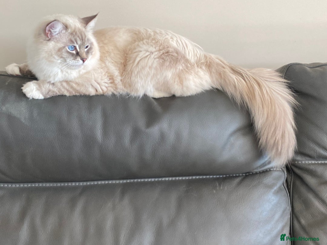 Ragdoll cats for sale: Blue Lynx TICA boy  - Image 11