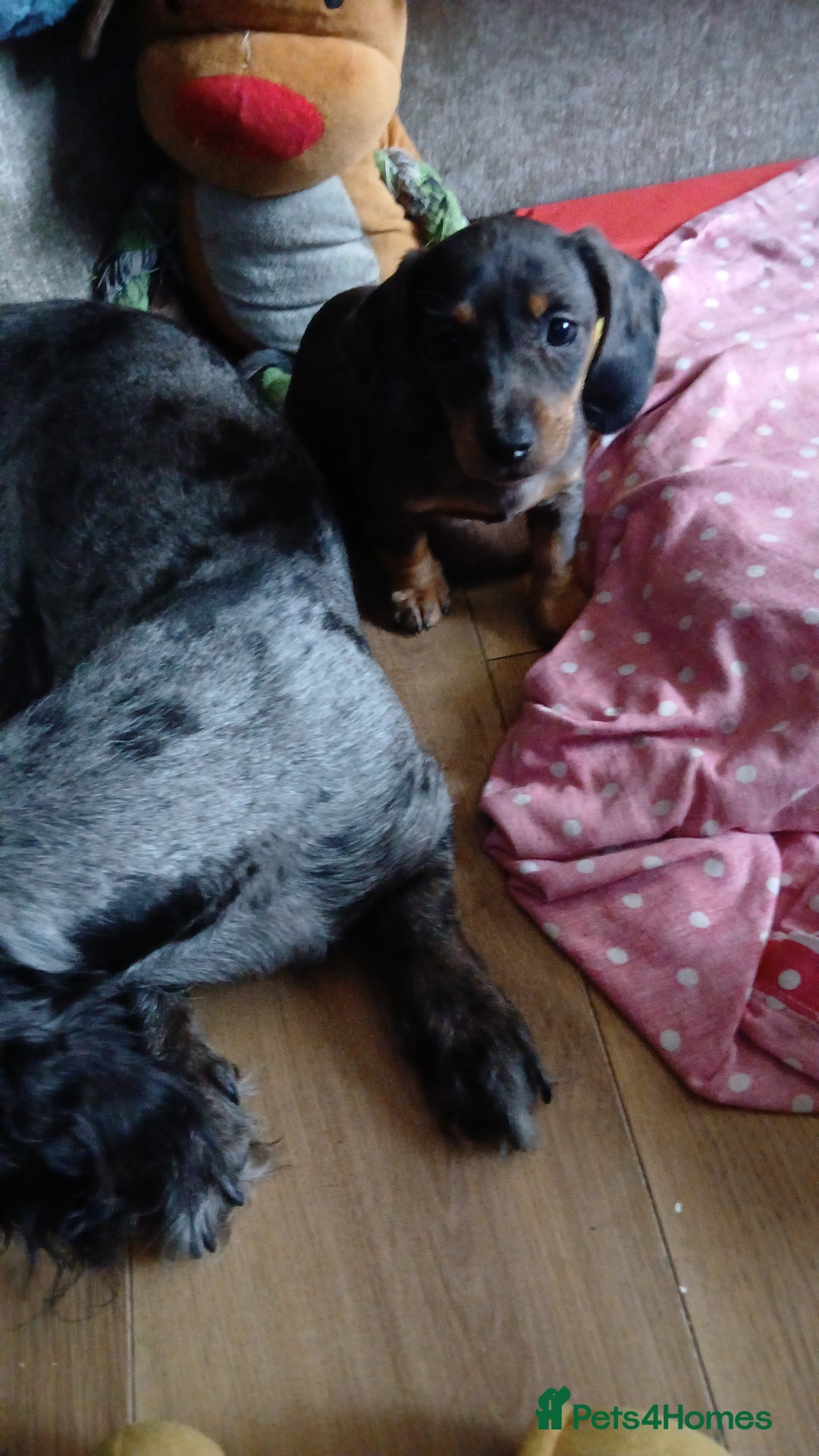 Dachshund dogs for sale: 1x Female Dachshund Left (27/07/2025) - Image 4