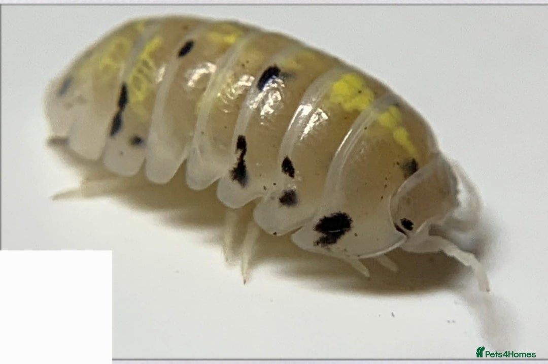 Isopods invertebrates for sale: Magic Potion Isopods (Armadillidium vulgare) - Advert 3