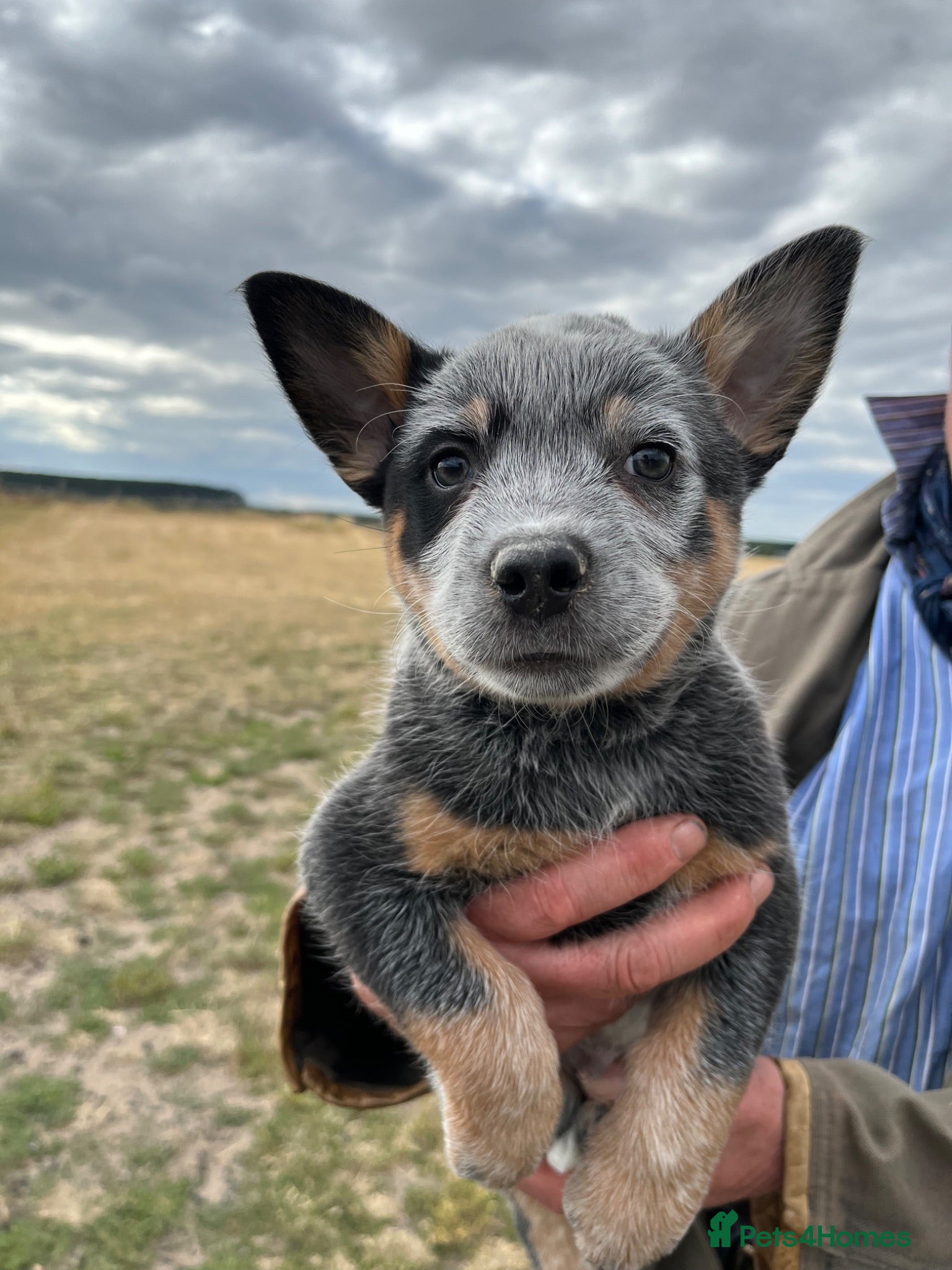 Australian Cattle Dog dogs Australian Cattle Dogs - Advert 1