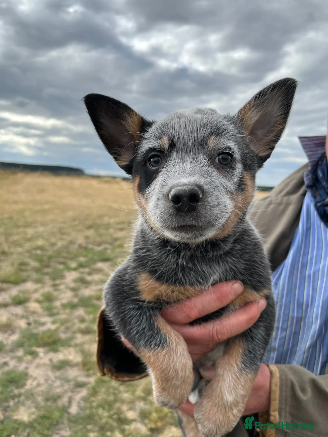 Australian Cattle Dog dogs for sale: Australian Cattle Dogs - Advert 1