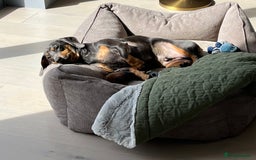 Dachshund dogs for sale: Rehoming our 3 yo dachshund  - Image 10