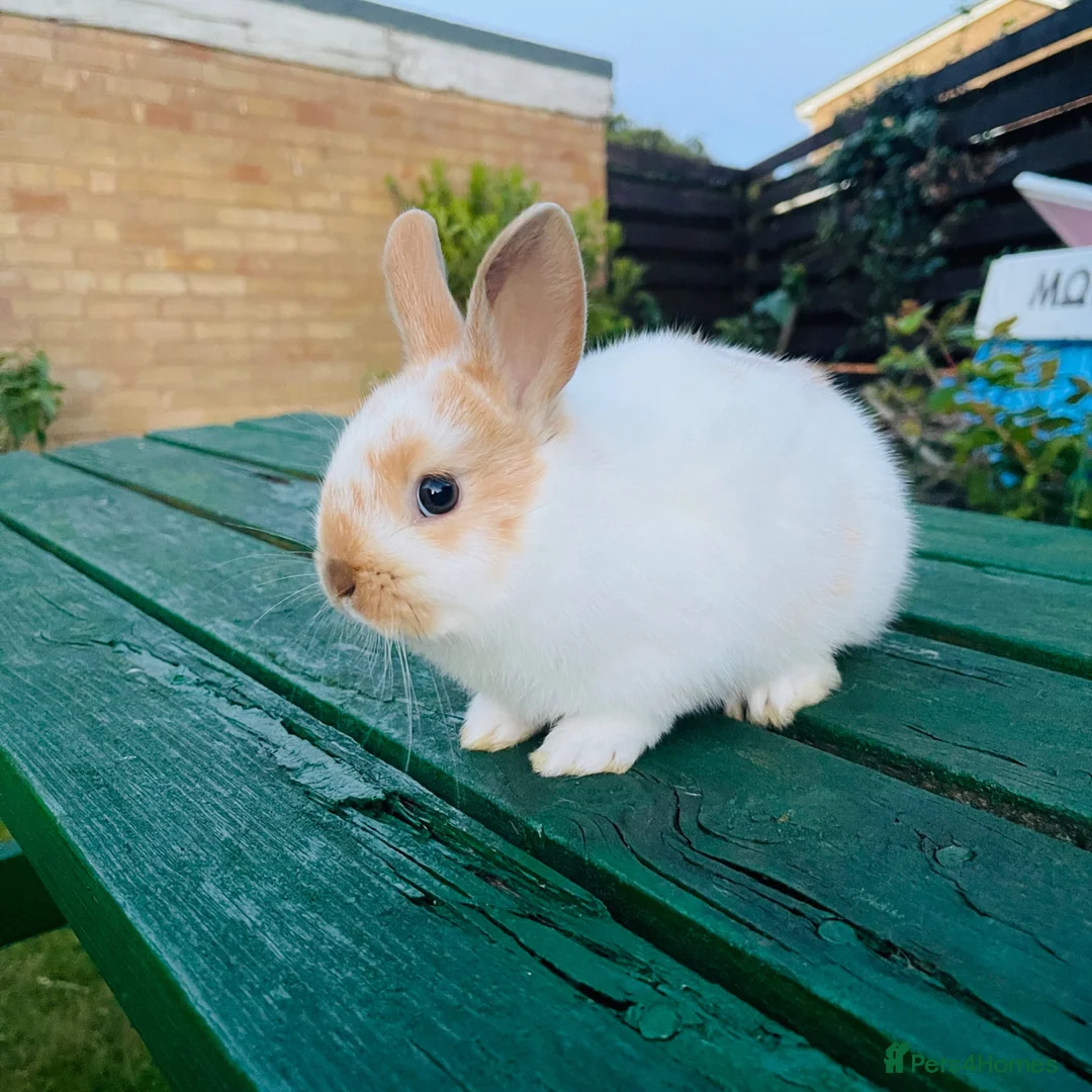 Mixed Breed rabbits for sale: Netherland dearf and lion head baby  - Advert 2