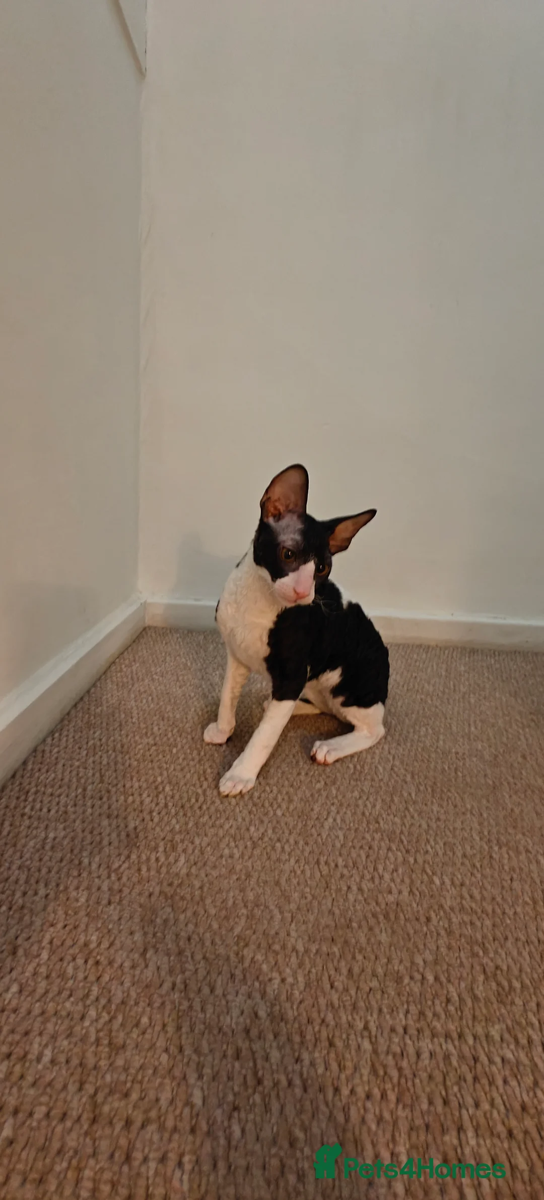 Cornish Rex cats for sale: Cornish Rex Kitten Ready for his new  home! - Advert 19