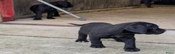 Cane Corso dogs for sale: Cane Corso Irish Kennel club registered  in Enniskillen - Advert 7