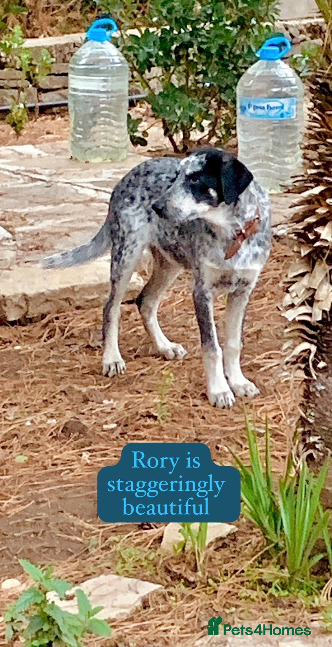 Mixed Breed dogs for adoption: Rory, 6-7 months approx. Available for adoption. - Advert 3