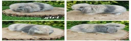 Mini Lop rabbits for sale: Pure bred mini lop baby rabbits  - Advert 3