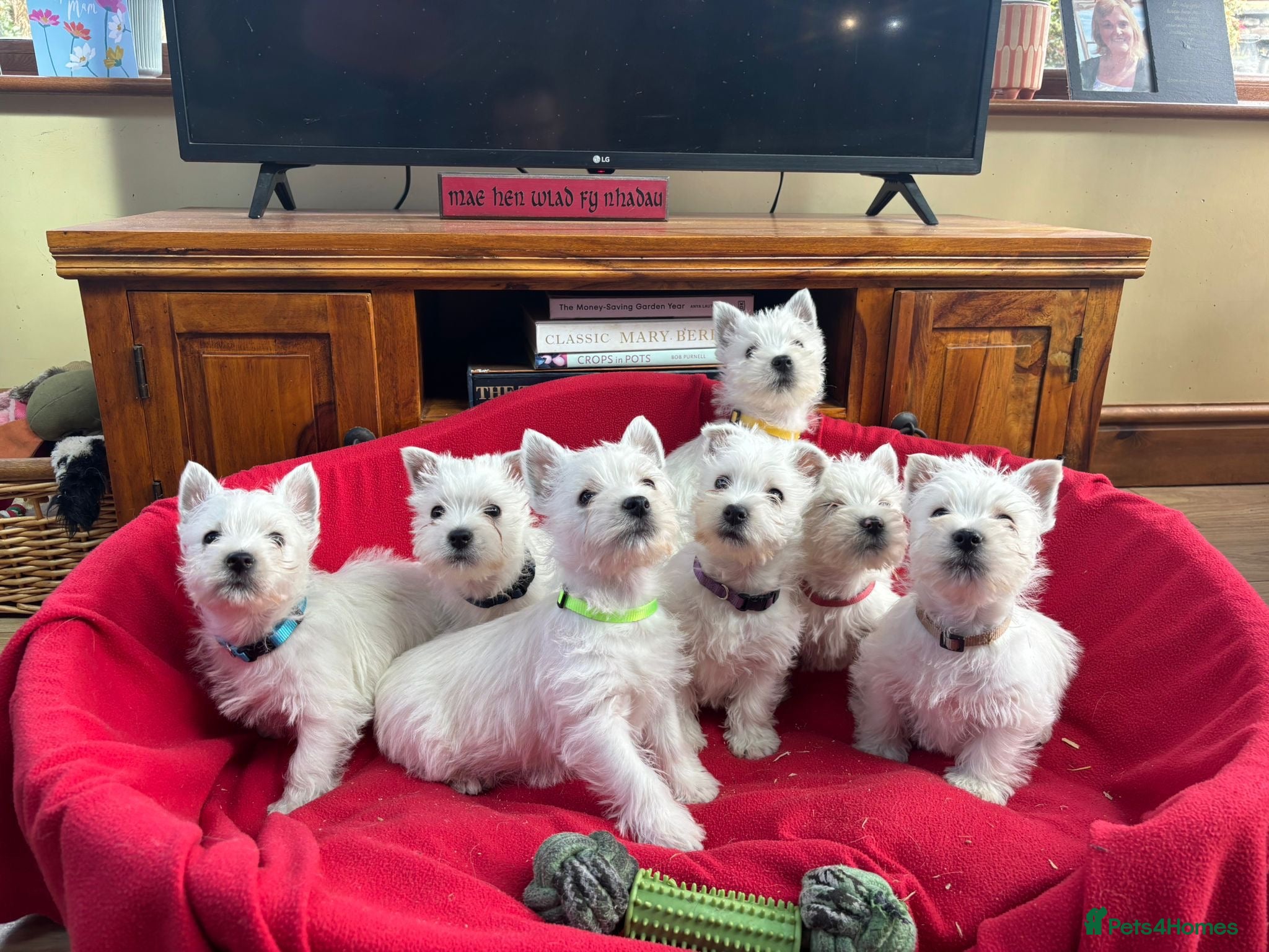 West Highland Terrier dogs Beautiful West highland puppies for sale - Advert 1