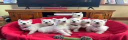 West Highland Terrier dogs for sale: Beautiful West highland puppies for sale - Advert 1