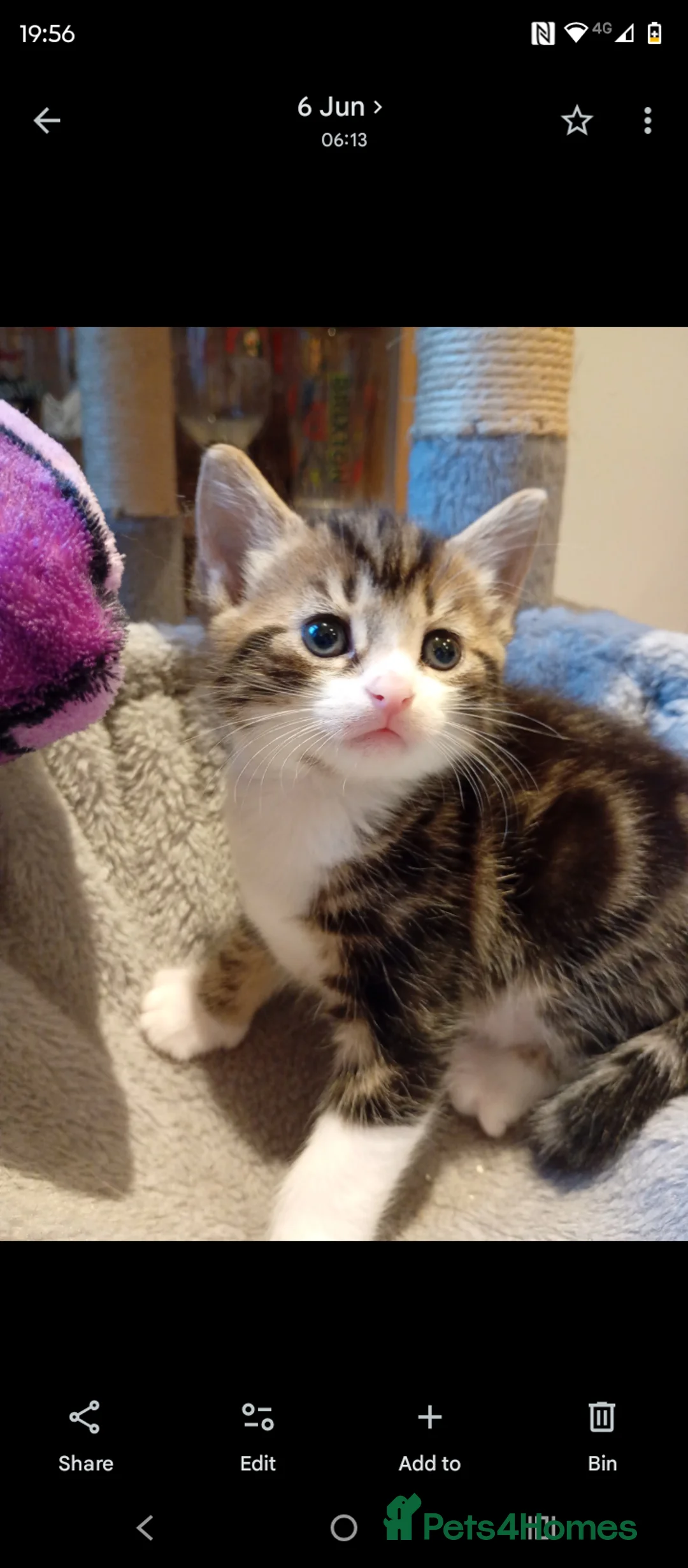 Mixed Breed cats for sale: Beautiful Bengal cross kittens in Maidstone - Advert 2