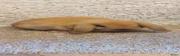Mini Lop rabbits for sale: READY 8WEEKS OLD  minilop babys - Advert 11