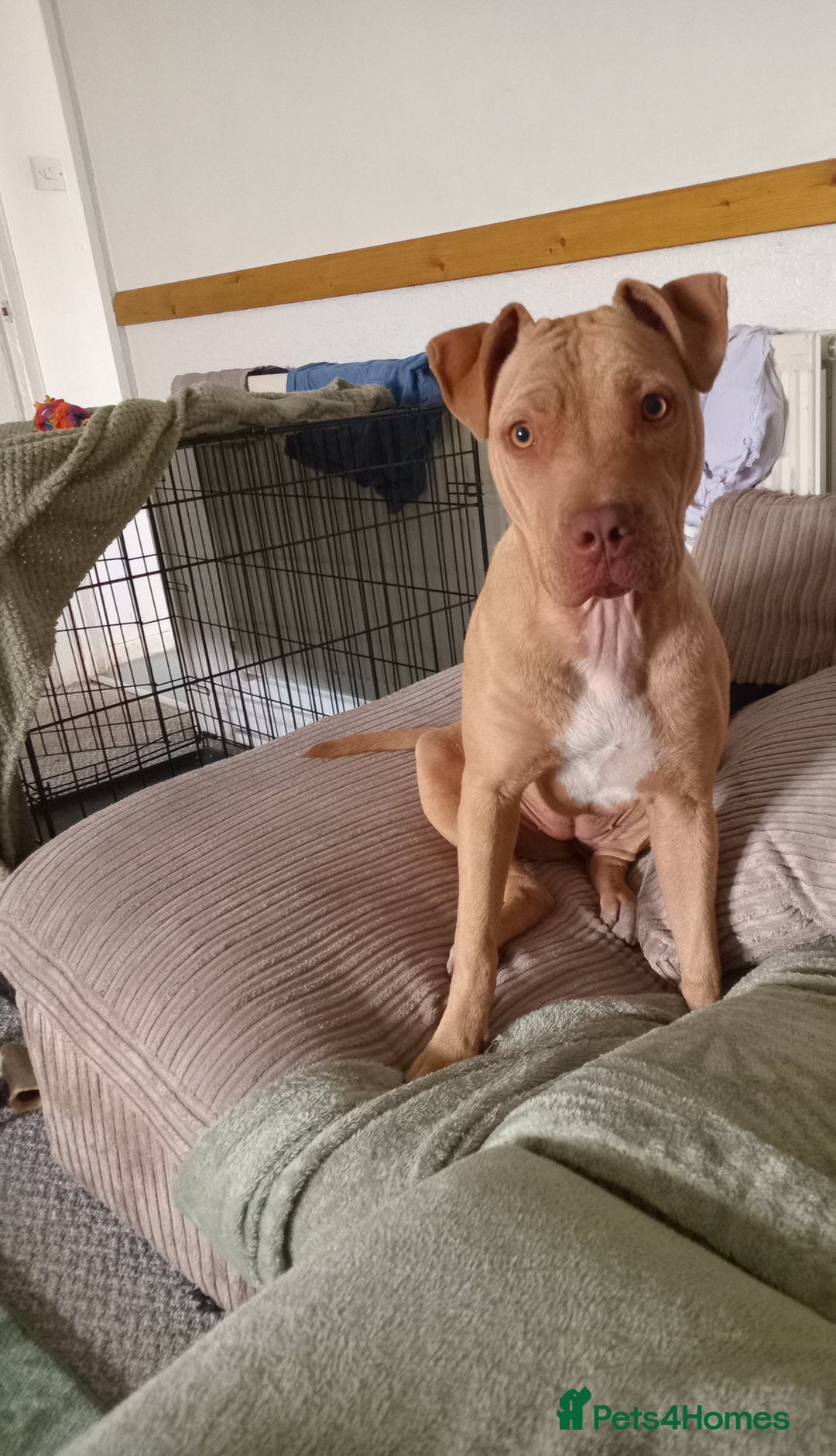 Mixed Breed dogs for sale: Crossbreed  - Image 7