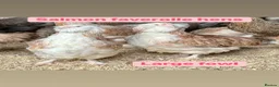 Chickens poultry for sale: Pure breed large fowl hens  - Advert 9