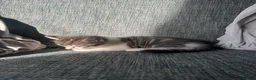 Mixed Breed cats for sale: 5 beautiful black tie/ ragdoll kittens for sale  - Advert 27