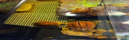 Turtle reptiles for sale: Rare CB  Three-striped Box Turtle for sale - Advert 7