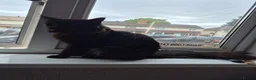 Maine Coon cats for sale: Beautiful Maine coon boy  - Advert 4