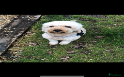 Cavapoo dogs for sale: Stunning Cavapoo puppies - Image 17