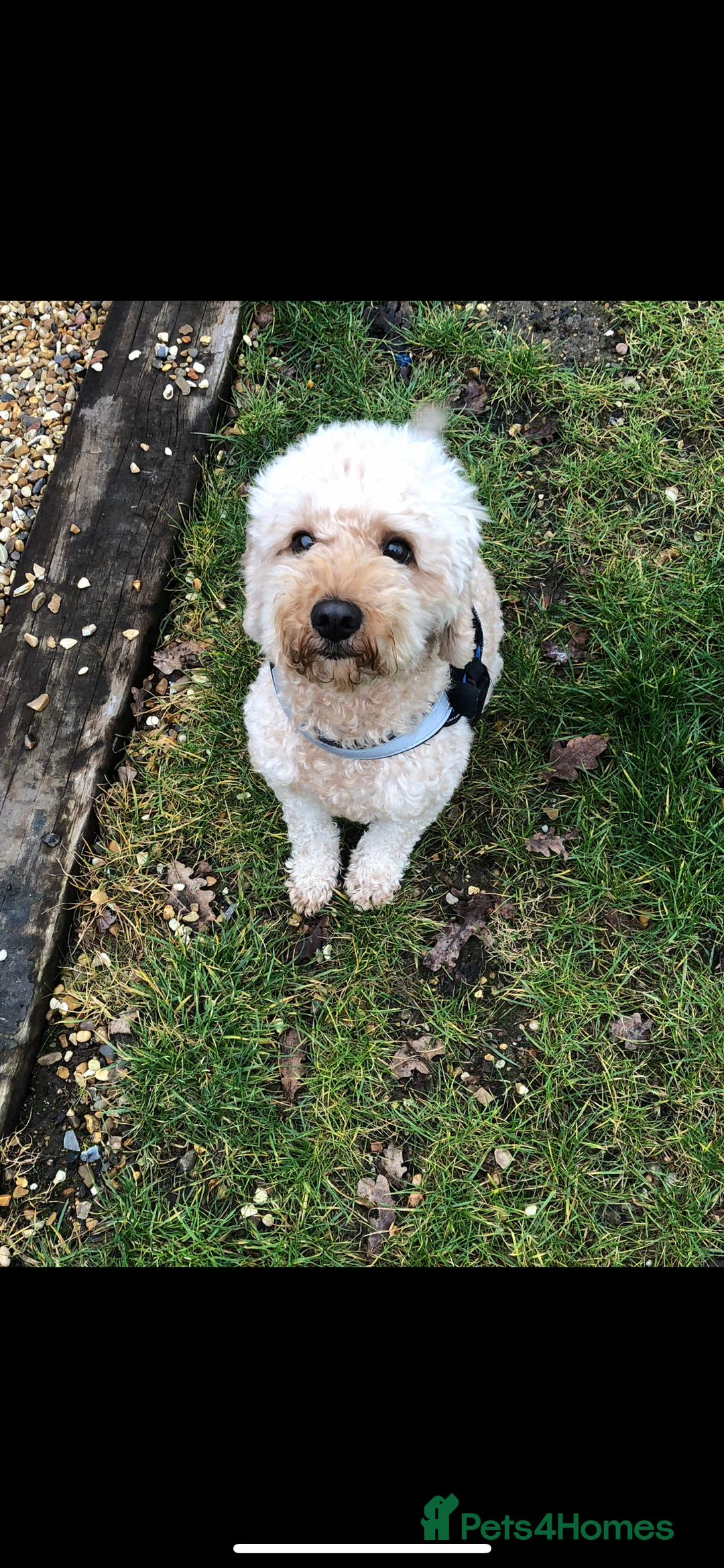 Cavapoo dogs for sale: Stunning Cavapoo puppies - Image 17